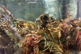 Рыбный отдел в супермаркете КЛАСС на холодной горе